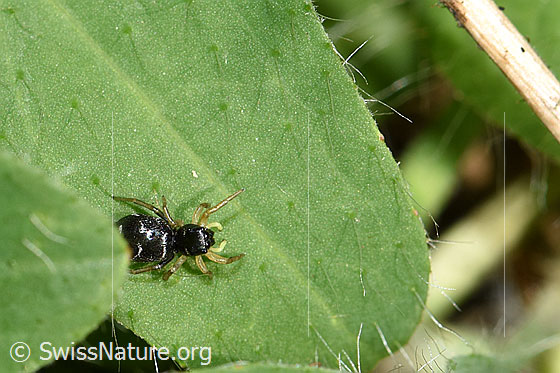 Foto: Heliophanus cupreus. Weibchen. Ansicht von oben.