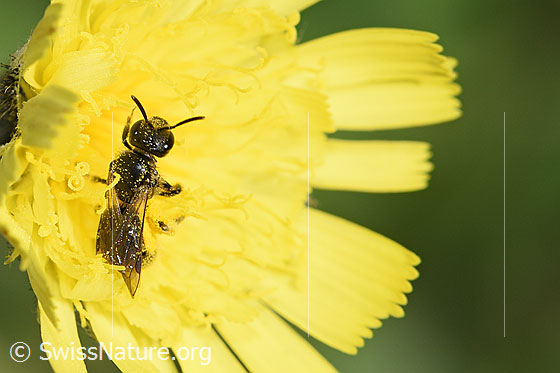 Foto: Wahrscheinlich (Glanzbiene) auf Öhrchen-Habichtskraut (Hieracium lactucella). Länge 6mm. Weibchen. Ansicht von oben.