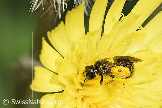 Foto: Wahrscheinlich Dufourea minuta (Glanzbiene) auf Blüte. Länge 6mm. Weibchen. Ansicht von der Seite.