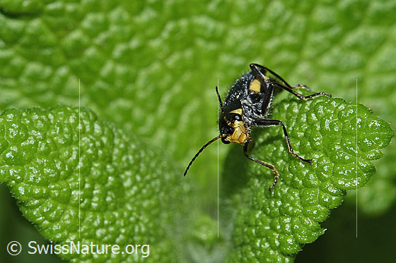 Foto: Clanoptilus elegans (Zipfelkäfer). Länge 5 - 6mm. Ansicht von vorne.