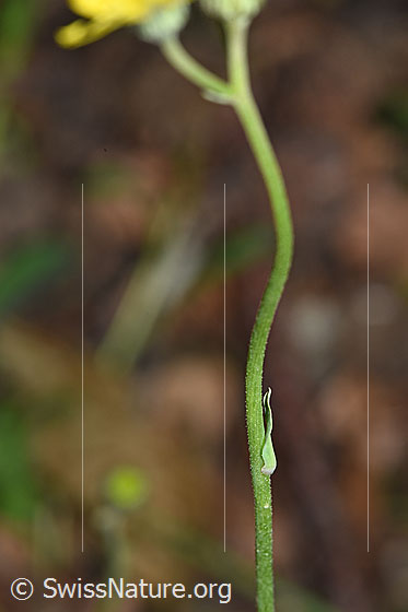 Photo: Hieracium lactucella. Stem and Stem leaf.