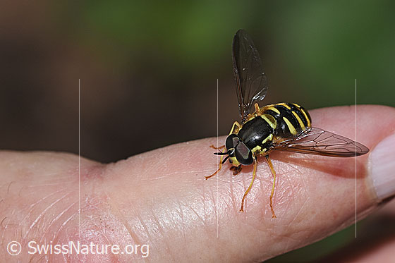 Foto: Gemeine Wespenschwebfliege (Chrysotoxum cautum). Länge 10 - 15mm. Männchen. Ansicht von schräg vorne.