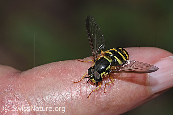 Foto: Gemeine Wespenschwebfliege (Chrysotoxum cautum). Länge 10 - 15mm. Männchen. Ansicht von schräg oben.