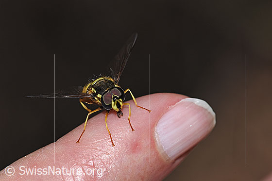 Foto: Gemeine Wespenschwebfliege (Chrysotoxum cautum). Länge 10 - 15mm. Männchen. Ansicht von vorne.