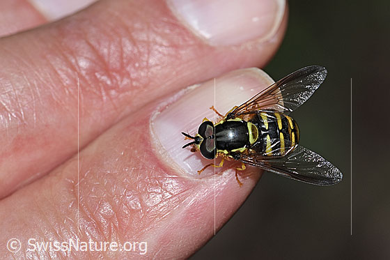 Foto: Gemeine Wespenschwebfliege (Chrysotoxum cautum). Länge 10 - 15mm. Männchen. Ansicht von oben.