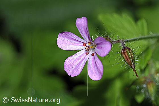 Foto: Ruprechtskraut (Geranium robertianum). Ansicht von der Seite.