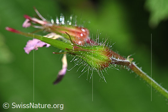 Foto: Ruprechtskraut (Geranium robertianum). Blüte verblüht.