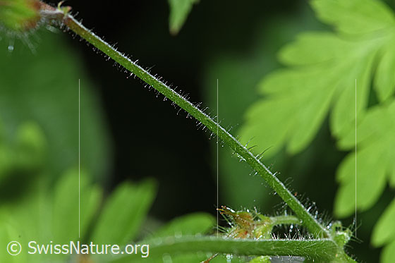 Foto: Ruprechtskraut (Geranium robertianum). Stängel.