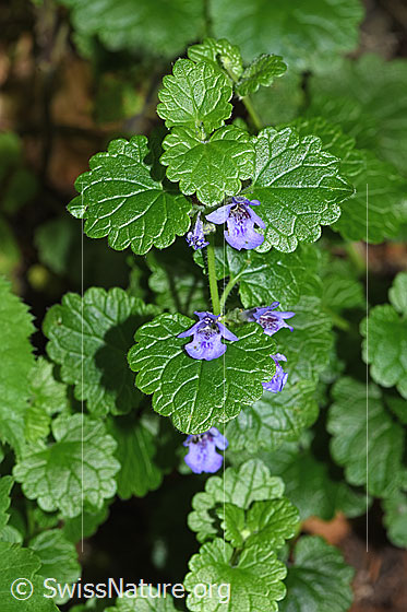Foto: Gemeine Gundelrebe (Glechoma hederacea). Blüten und Blätter.