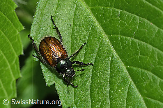 Foto: Gartenlaubkäfer (Phyllopertha horticola). Ansicht von oben.