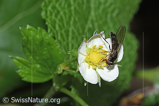 Foto: Wahrscheinlich Graue Breitfussschwebfliege (Platycheirus albimanus) auf Wald-Erdbeere (Fragaria vesca). Länge 8 -10mm. Weibchen. Ansicht von schräg oben.