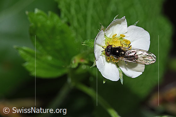 Graue Breitfussschwebfliege (Platycheirus albimanus) auf Wald-Erdbeere (Fragaria vesca)