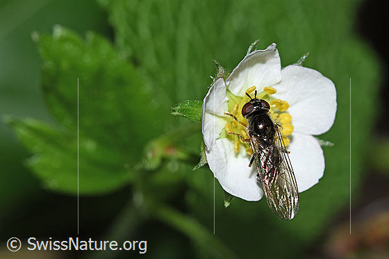 Foto: Wahrscheinlich Graue Breitfussschwebfliege (Platycheirus albimanus) auf Wald-Erdbeere (Fragaria vesca). Länge 8 -10mm. Weibchen. Ansicht von oben.