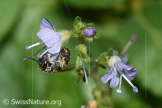 Foto: Wahrscheinlich Dunkelgrüne Schmalbiene (Lasioglossum morio) auf Gebräuchlichem Ehrenpreis (Veronica officinalis). Länge 6 - 7mm. Weibchen. Ansicht von der Seite.
