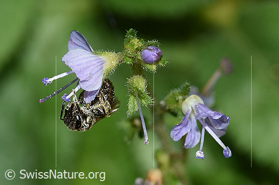 Photo: Probably Lasioglossum morio on Veronica officinalis. Length 6 - 7mm. Female. View diagonally from the front.