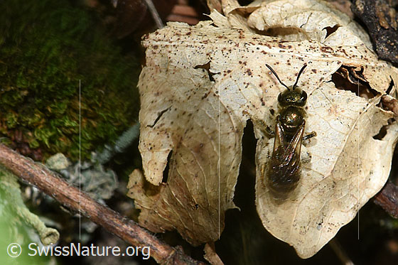 Photo: Probably Lasioglossum morio. Length 6 - 7mm. View from above.