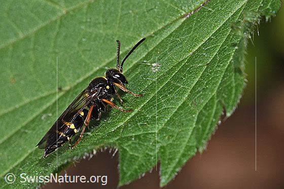 Photo: Argogorytes mystaceus. Length 10 - 14mm. Female. View from the side.
