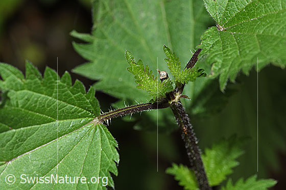Photo: Urtica diocia. Stem and leaves.