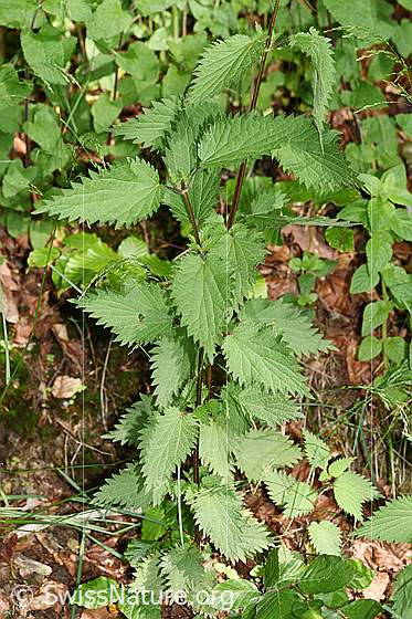 Foto: Grosse Brennnessel (Urtica diocia). Ganze Pflanze (Habitus).