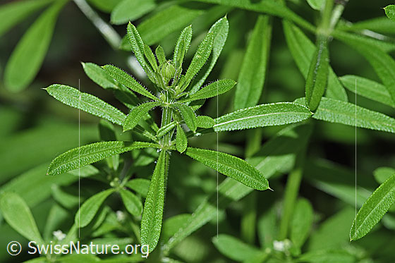 Foto: Wahrscheinlich Kletten-Labkraut (Galium aparine). Blüten, Stängel und Blätter.
