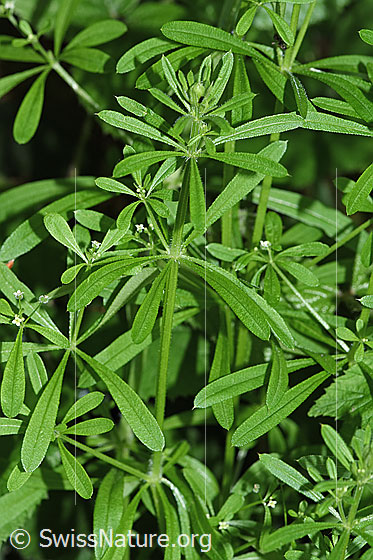 Foto: Wahrscheinlich Kletten-Labkraut (Galium aparine). Ganze Pflanze (Habitus).