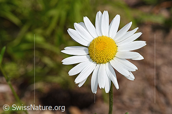 Foto: Gewöhnliche Wiesen-Margerite (Leucanthemum vulgare). Blüte.