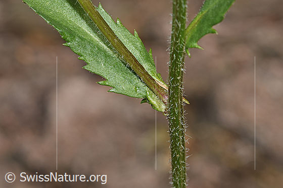 Foto: Gewöhnliche Wiesen-Margerite (Leucanthemum vulgare). Stängel und Stängelblatt.