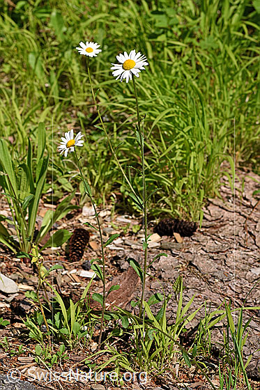 Foto: Gewöhnliche Wiesen-Margerite (Leucanthemum vulgare). Ganze Pflanze (Habitus).