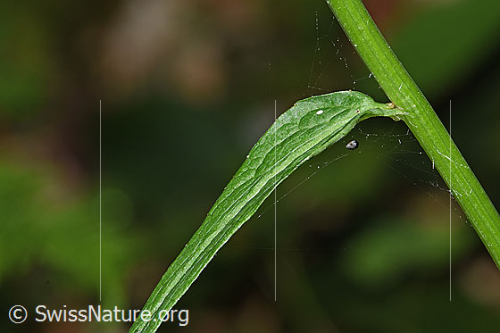Foto: Ährige Rapunzel (Phyteuma spicatum). Stängelblatt und Stängel.