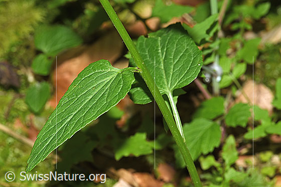 Foto: Ährige Rapunzel (Phyteuma spicatum). Stängelblätter und Stängel.