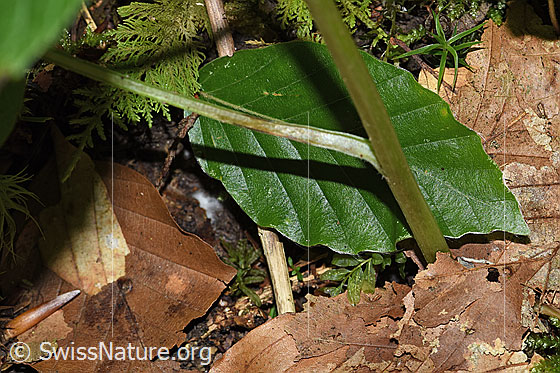 Foto: Ährige Rapunzel (Phyteuma spicatum). Stängel.