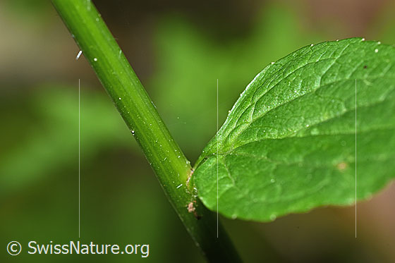Foto: Ährige Rapunzel (Phyteuma spicatum). Stängelblatt und Stängel.