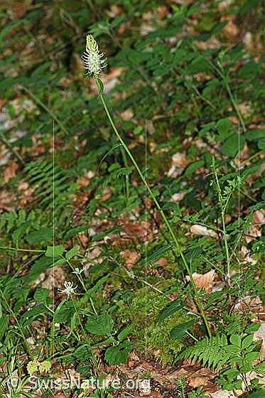 Foto: Ährige Rapunzel (Phyteuma spicatum). Ganze Pflanze (Habitus).