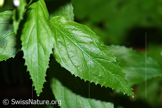 Photo: Epilobium montanum. Leaves.