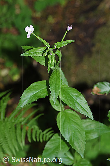 Photo: Epilobium montanum. Whole plant (habiti).