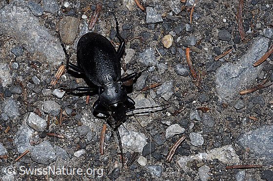 Foto: Lederlaufkäfer (Carabus coriaceus). Länge 30 - 40mm. Ansicht von oben.
Umgebung: Naturstrasse in Wald. Höhe: Ca. 1500m ü.M.
Lat.: Carabus coriaceus
Familie: Carabidae (Laufkäfer)
Unterfamilie: Carabinae
Gattung: Carabus (Echte Laufkäfer)
