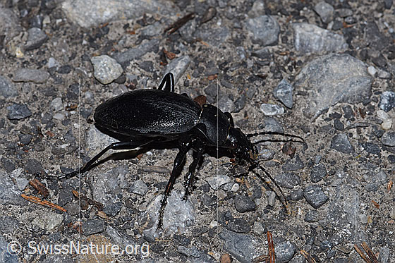Foto: Lederlaufkäfer (Carabus coriaceus). Länge 30 - 40mm. Ansicht von der Seite.
Umgebung: Naturstrasse in Wald. Höhe: Ca. 1500m ü.M.
Lat.: Carabus coriaceus
Familie: Carabidae (Laufkäfer)
Unterfamilie: Carabinae
Gattung: Carabus (Echte Laufkäfer)