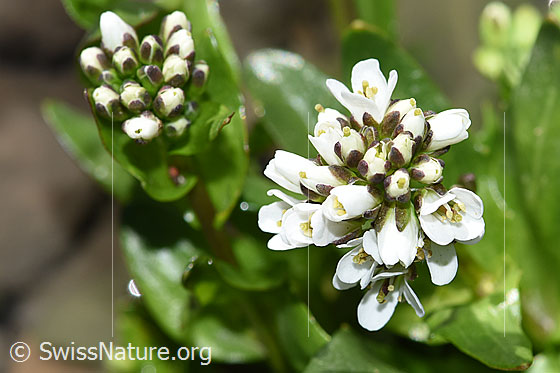 Foto: Bach-Gänsekresse (Arabis subcoriacea). Blüten.