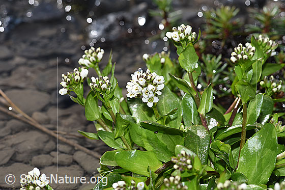 Foto: Bach-Gänsekresse (Arabis subcoriacea). Blüten, Stängel und Blätter.