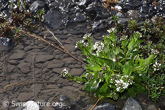 Foto: Bach-Gänsekresse (Arabis subcoriacea). Ganze Pflanze (Habitus).