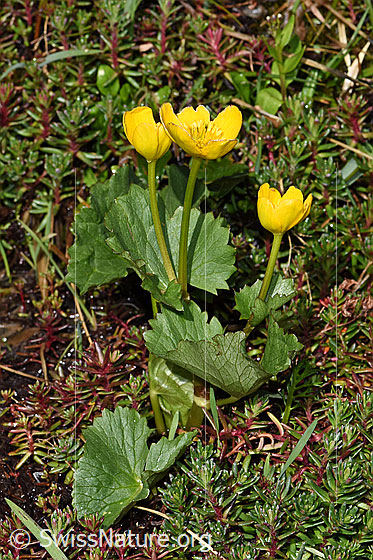 Foto: Sumpf-Dotterblume (Caltha palustris). Ganze Pflanze (Habitus).