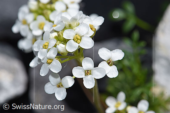 Foto: Alpen-Gämskresse (Pritzelago alpina). Blüten.