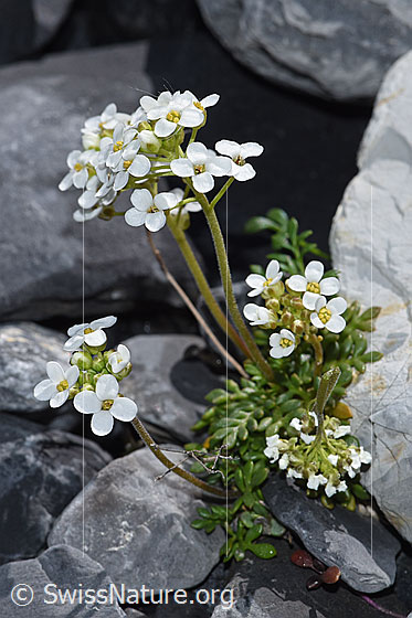 Foto: Alpen-Gämskresse (Pritzelago alpina). Ganze Pflanze (Habitus).