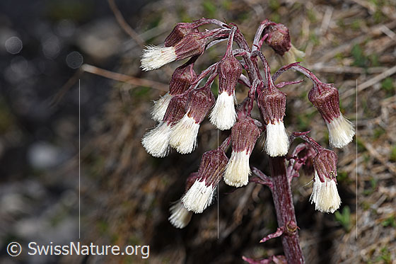 Photo: Petasites paradoxus. Blossoms.