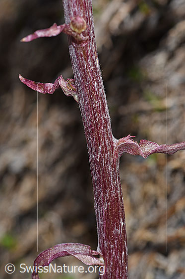 Photo: Petasites paradoxus. Stem and stem-leaves.