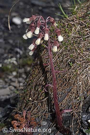 Photo: Petasites paradoxus. Whole plant (habiti). View from diagonally above.