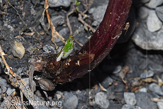 Photo: Petasites paradoxus. A small snail can be seen at the foot of the stem.
