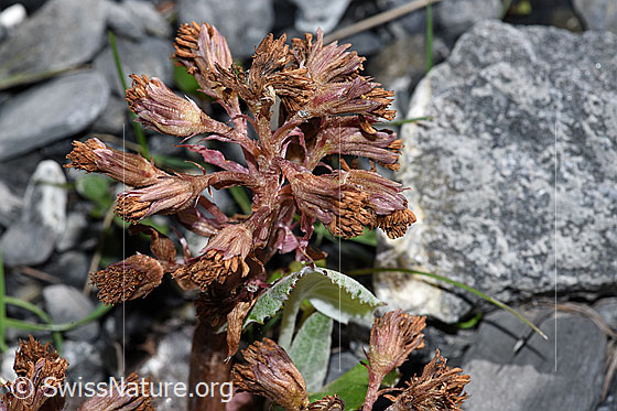 Photo: Petasites paradoxus. Withered flowers and leaf.