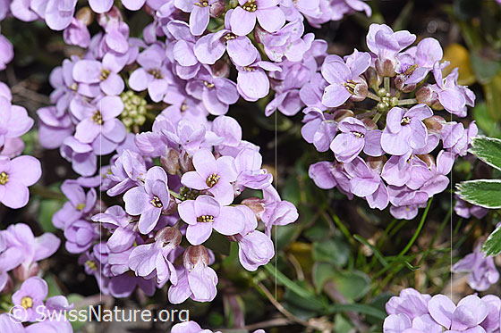 Foto: Kriechendes Täschelkraut (Thlaspi rotundifolium). Blütenstände.