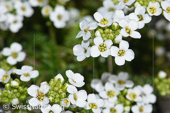 Foto: Alpen-Gämskresse (Pritzelago alpina). Blüten.